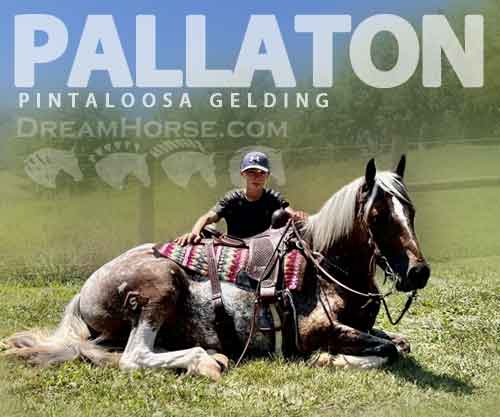 Horse ID: 2281633 Pallaton