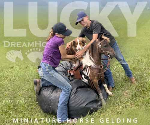 Horse ID: 2281712 Lucky