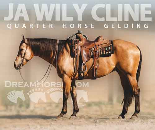 Horse ID: 2281870 JA WILY CLINE