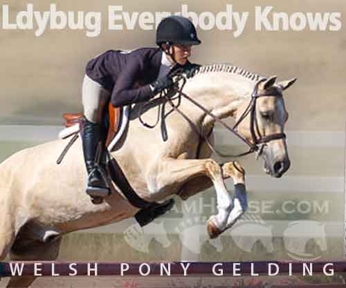 Elvis- Welsh School Pony, Bay Welsh Pony Gelding, Elvis- Show Pony ...