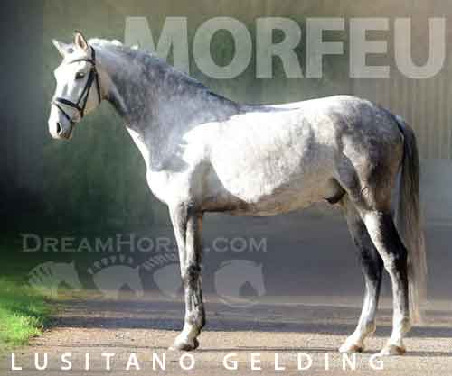 Horse ID: 2282049 Morfeu