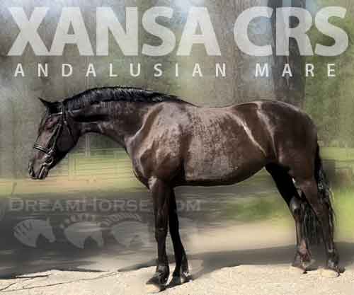 Horse ID: 2282157 Xansa CRS