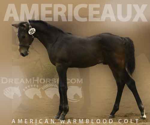 Horse ID: 2282162 AMERICEAUX