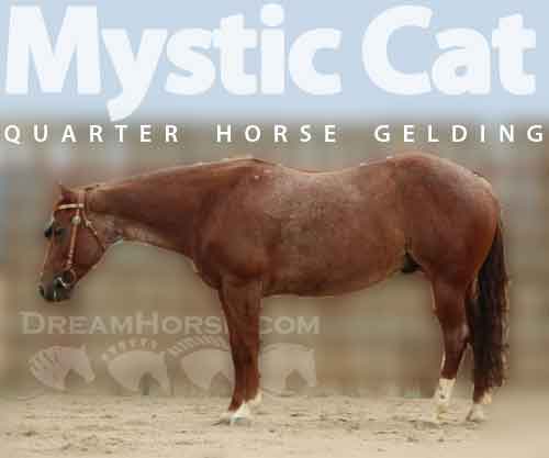 Horse ID: 2282184 Mystic Cat