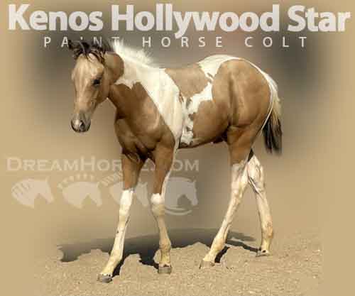 Horse ID: 2282195 Kenos Hollywood Star