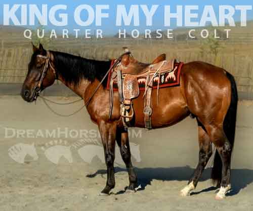 King Of My Heart, Bay AQHA Quarter Horse Colt, Rope barrel prospect in ...