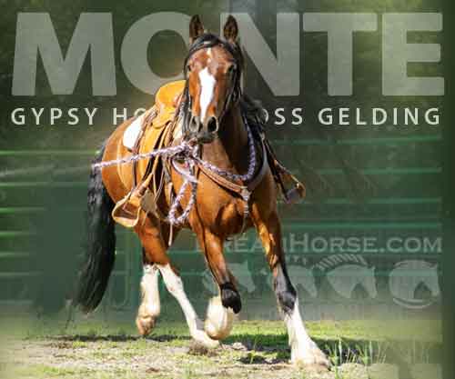 Horse ID: 2282234 Monte