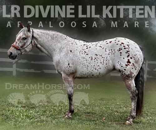 Horse ID: 2282250 LR DIVINE LIL KITTEN