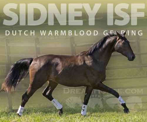 Horse ID: 2282253 Sidney ISF