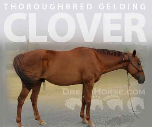 Horse ID: 2282356 Clover