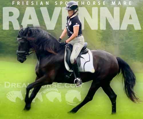 Horse ID: 2282375 Ravenna