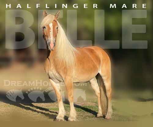 Horse ID: 2282387 Belle