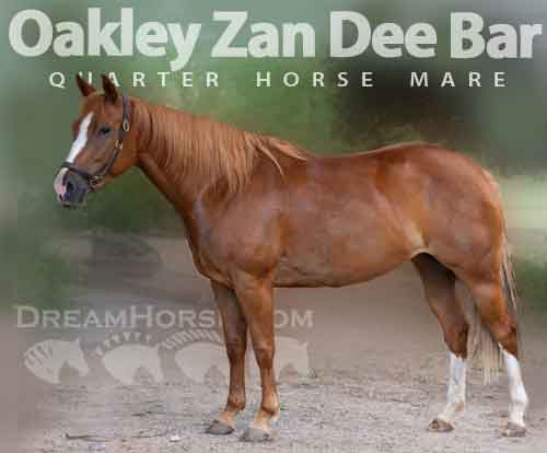 Horse ID: 2282441 Oakley Zan Dee Bar