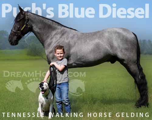 Horse ID: 2282484 Push's Blue Diesel