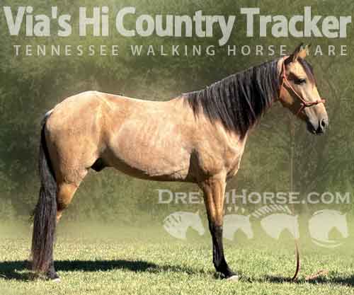 Horse ID: 2282491 Via's Hi Country Tracker