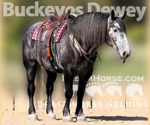 Horse ID: 2282495 Buckeyes Dewey