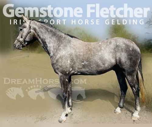 Horse ID: 2282536 Gemstone Fletcher