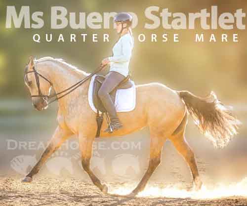 Horse ID: 2282558 Ms Bueno Startlet