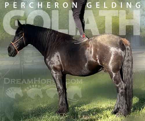 Horse ID: 2282559 Goliath