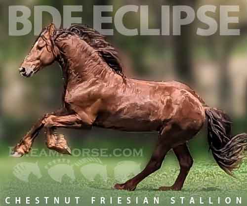 Horse ID: 2282567 BDF Eclipse