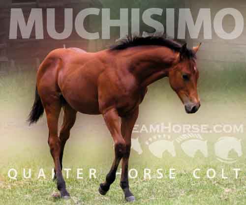 Horse ID: 2282594 Muchisimo