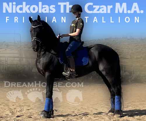 Horse ID: 2282685 Nickolas The Czar M.A.