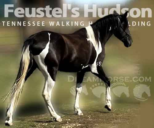 Horse ID: 2282741 Feustel's Hudson