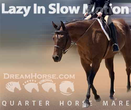 Lazy In Slow Motion, Bay AQHA Quarter Horse Mare, Amateur Showhorse in ...