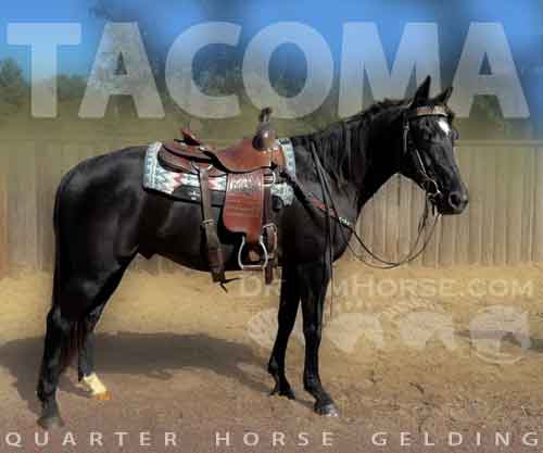 Horse ID: 2282786 TACOMA