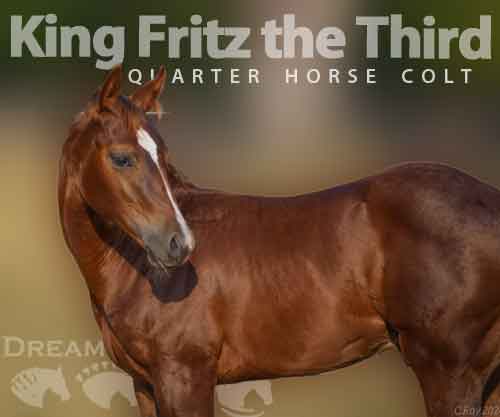 Horse ID: 2282815 King Fritz the Third