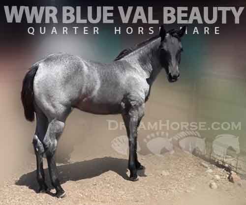 Horse ID: 2282821 WWR BLUE VAL BEAUTY