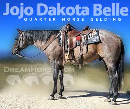 Horse ID: 2282923 Jojo Dakota Belle