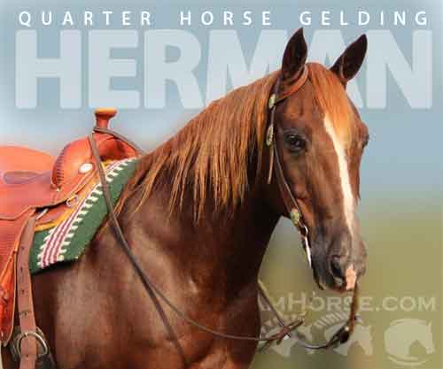 Horse ID: 2282989 HERMAN