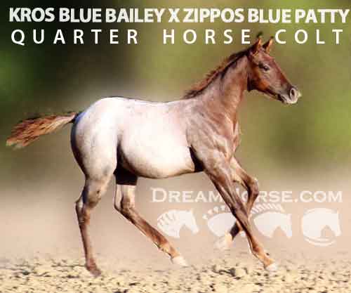 Horse ID: 2283039 KROS BLUE BAILEY X ZIPPOS BLUE PATTY