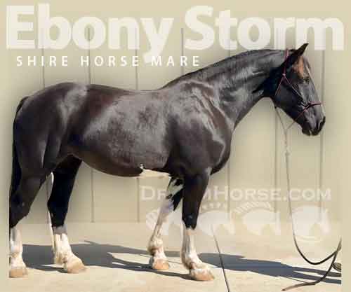 Horse ID: 2283068 Ebony Storm