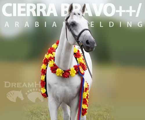 Horse ID: 2283098 Cierra Bravo++/