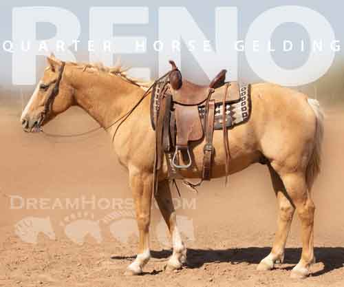 Horse ID: 2283108 RENO