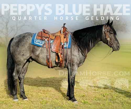 Horse ID: 2283206 “PEPPYS BLUE HAZE”