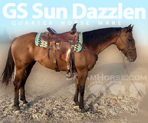 Horse ID: 2283228 GS Sun Dazzlen