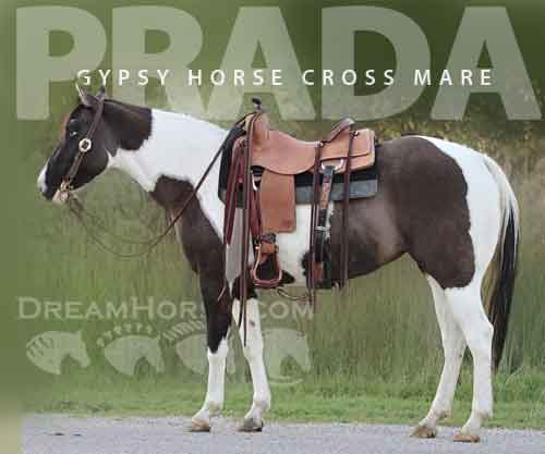 Horse ID: 2283239 PRADA