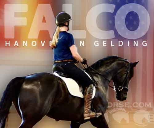 Horse ID: 2283296 Falco