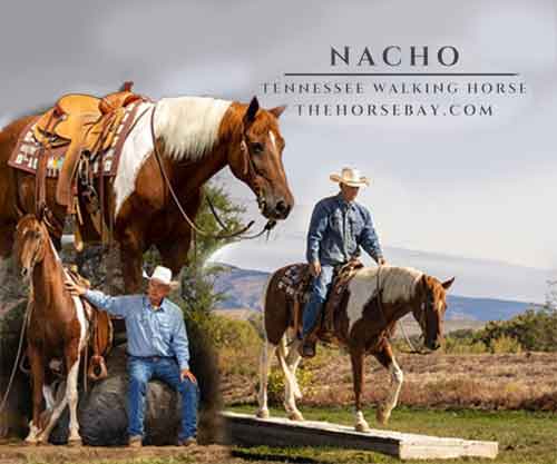 Horse ID: 2283431 Nacho