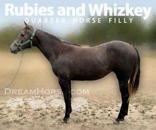 Horse ID: 2283461 Rubies and Whizkey