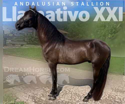 Horse ID: 2283723 Llamativo XXI