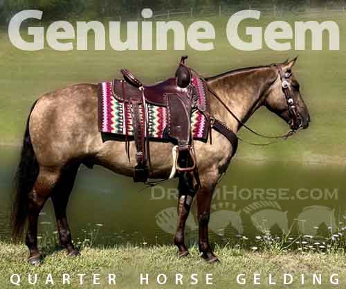 Genuine Gem, Grullo AQHA Quarter Horse Gelding, Stunning family horse ...