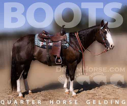 Horse ID: 2284205 BOOTS