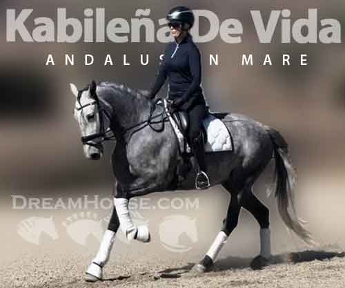 Horse ID: 2284215 Kabileña De Vida