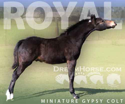 Horse ID: 2284425 Royal