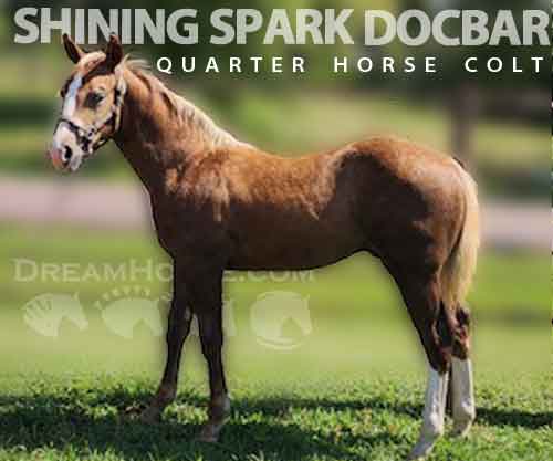 Horse ID: 2285041 SHINING SPARK DOCBAR