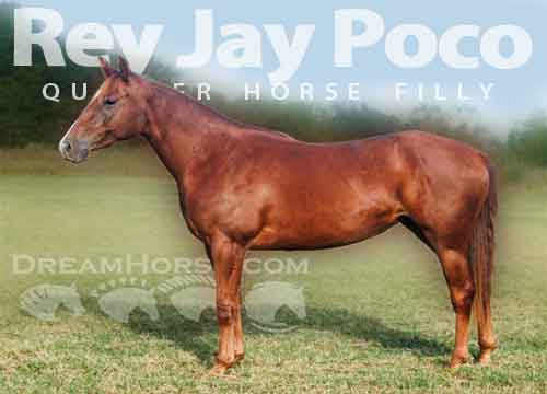 Horse ID: 2285180 Rey Jay Poco